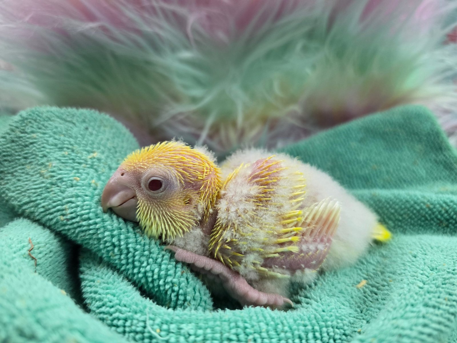 Quaker aka Monk Parakeet Lutino