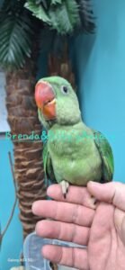 Alexandrine parakeet