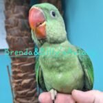 Alexandrine parakeet