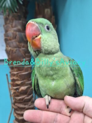 Alexandrine parakeet
