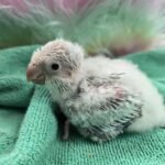Quaker aka Monk Parakeet Blue crossover