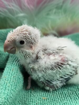 Quaker aka Monk Parakeet Blue crossover