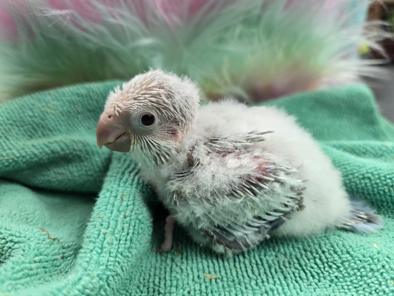 Quaker aka Monk Parakeet Blue crossover