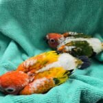 Conure Sun Red factor