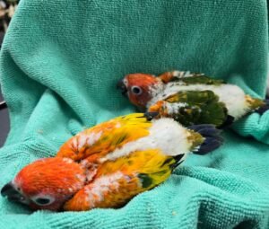 Conure Sun Red factor