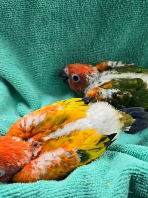 Conure Sun Red factor