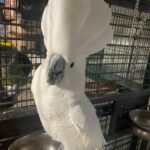 Cockatoo Umbrella