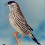 Finch cherry