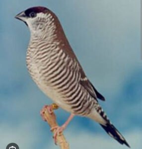 Finch cherry