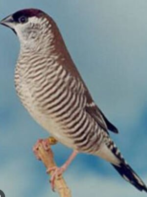 Finch cherry