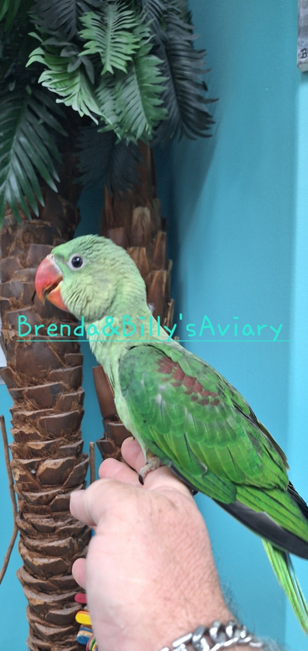 Alexandrine parakeet - Image 2