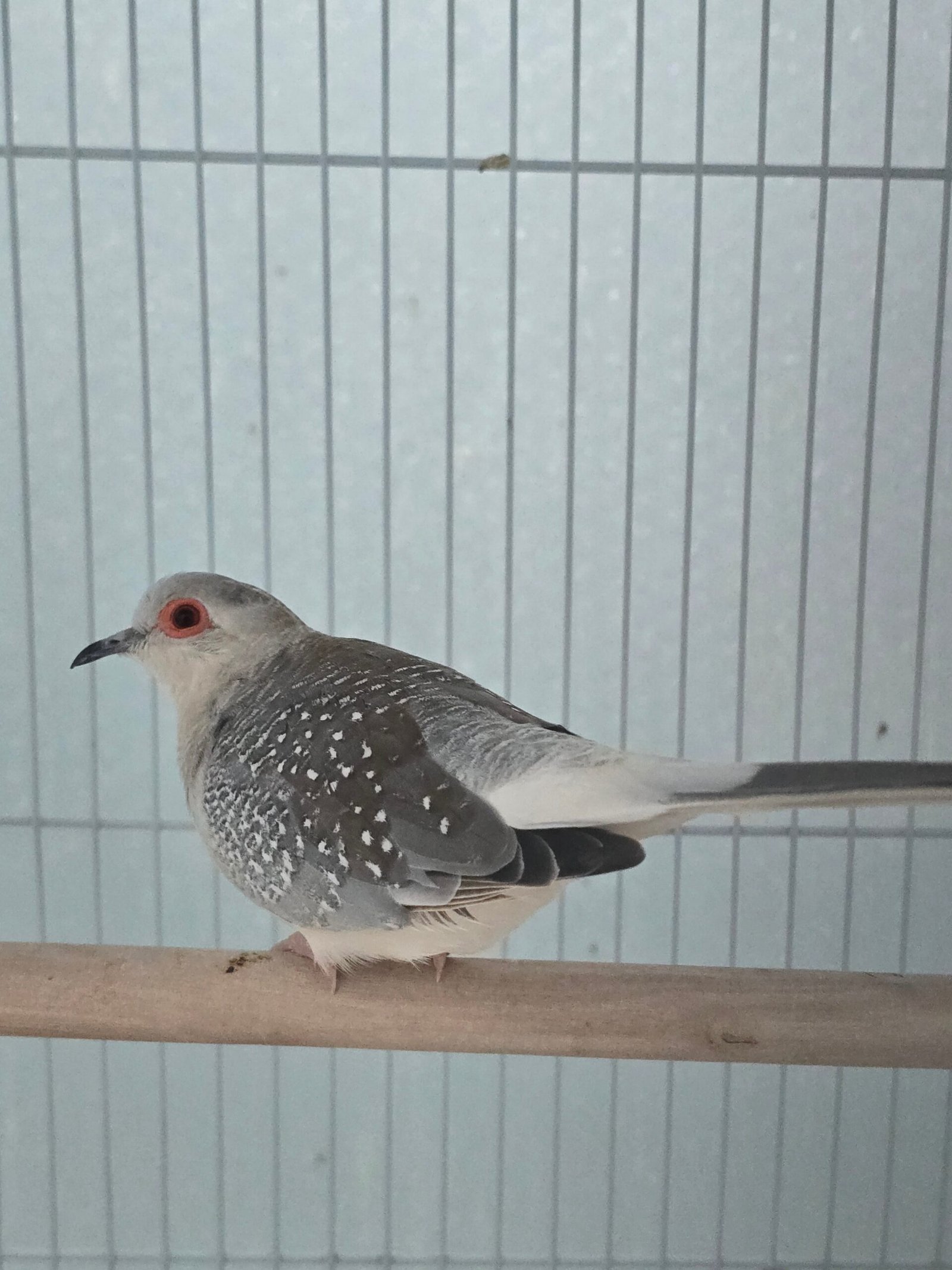 Diamond Doves - Image 2