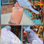 Indian Ringneck Violet Harlequin aka Chatter-box parrot