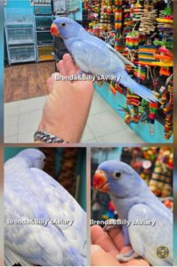 Indian Ringneck Violet Harlequin  aka Chatter-box parrot