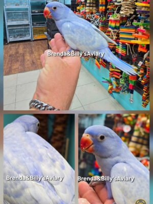 Indian Ringneck Violet Harlequin  aka Chatter-box parrot