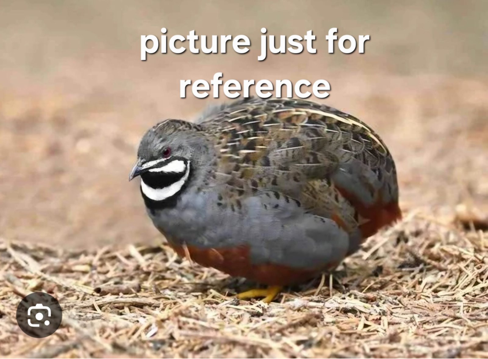 Button Quail - Image 2