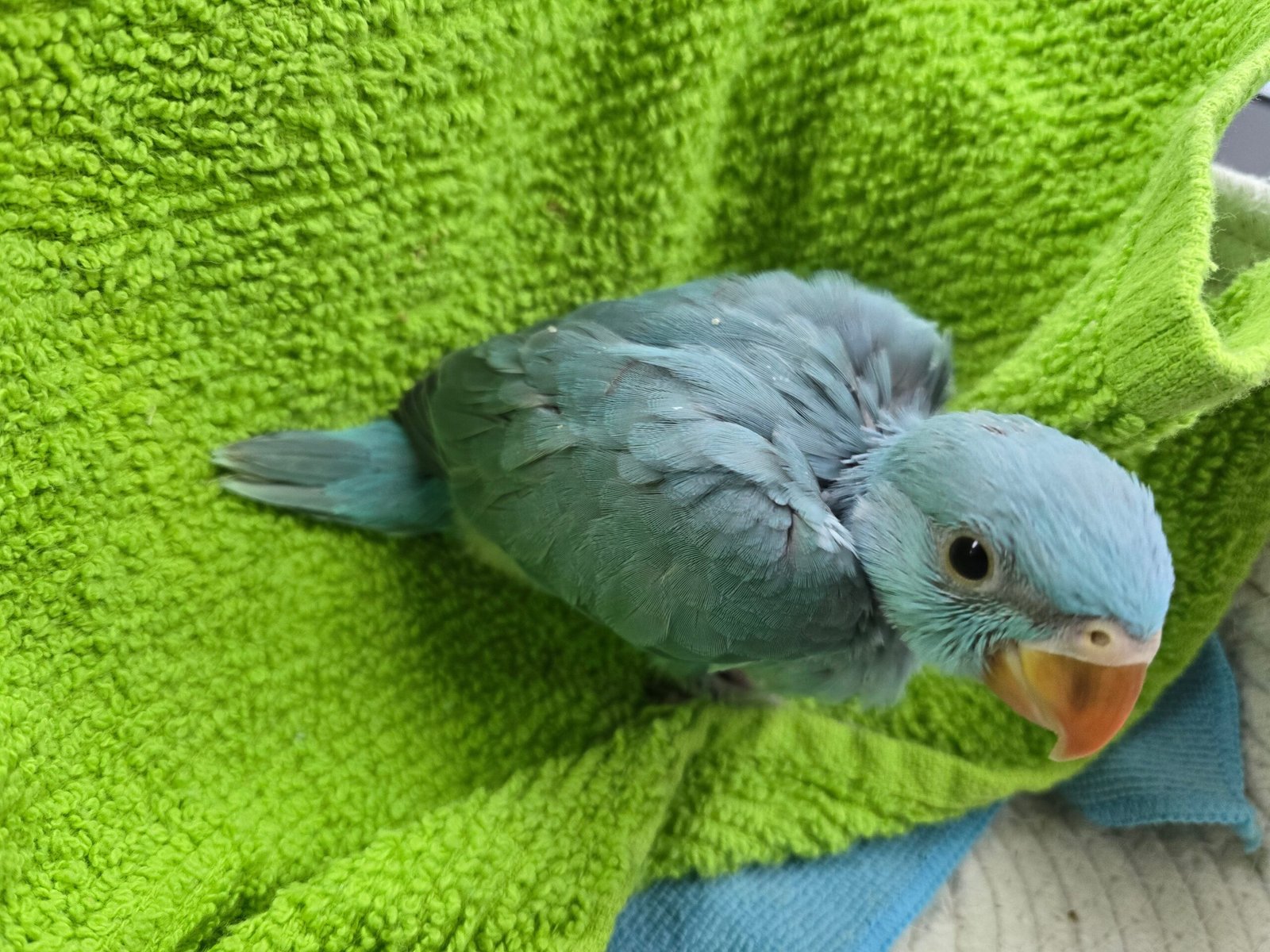 Indian Ringneck Blue aka Chatter-box parrot - Image 3