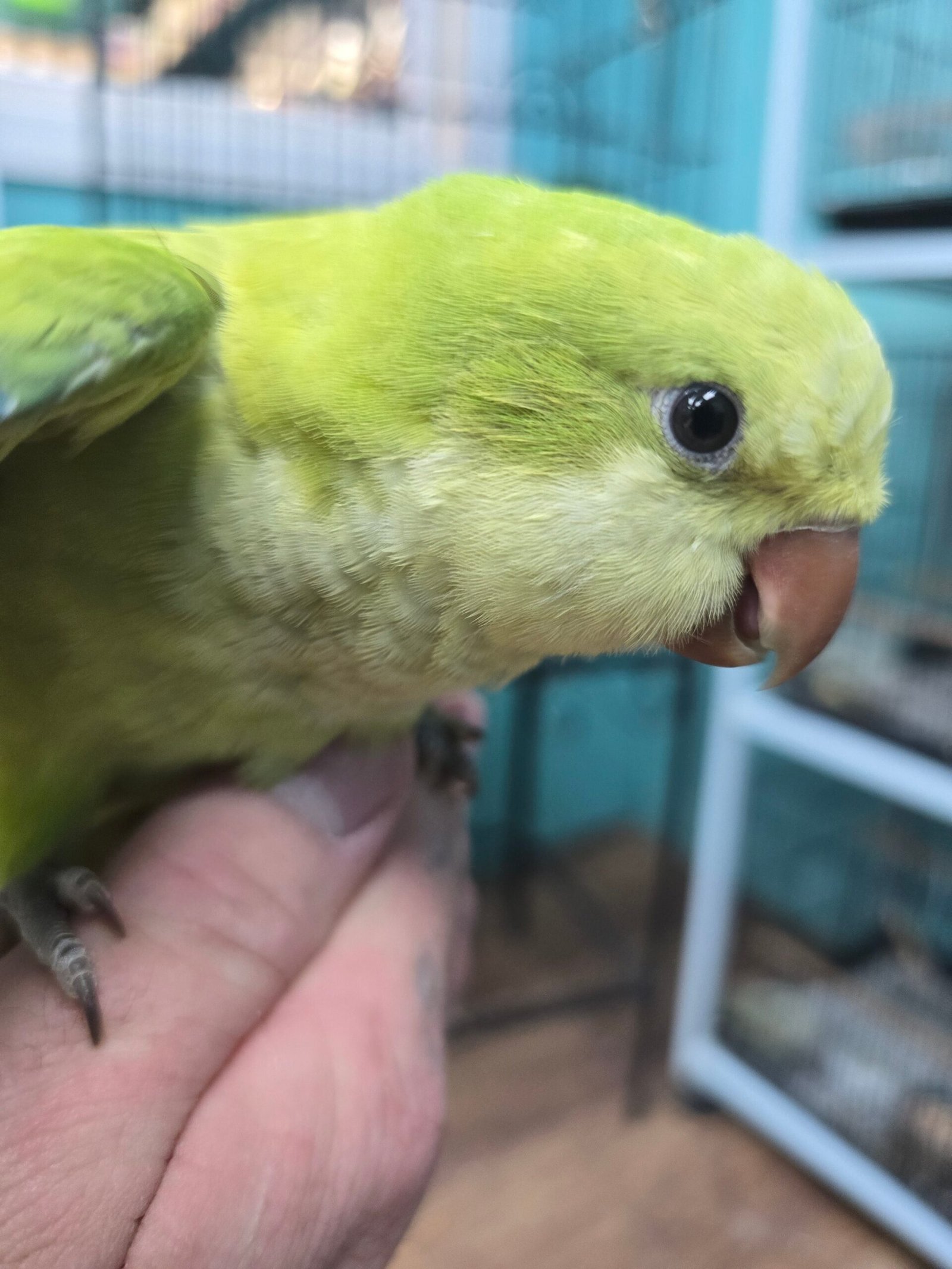 Quaker aka Monk Parakeet Green Pallid - Image 3