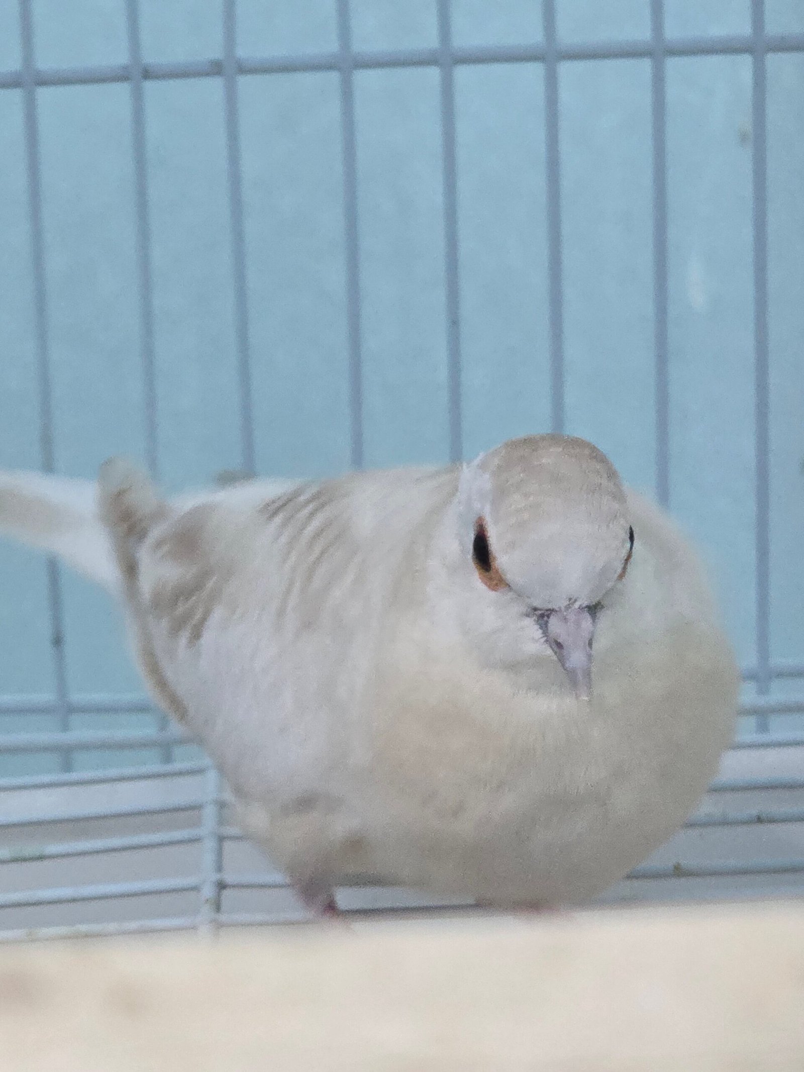 Diamond Doves - Image 3