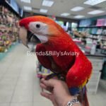 Macaw Scarlet