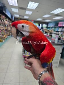 Macaw Scarlet
