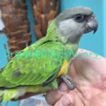 Senegal parrot