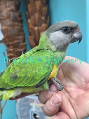 Senegal parrot