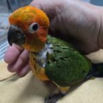 Conure Sunday (not sun)
