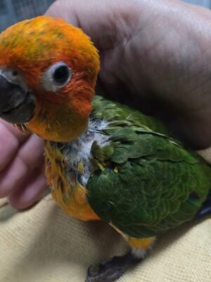 Conure Sunday (not sun)