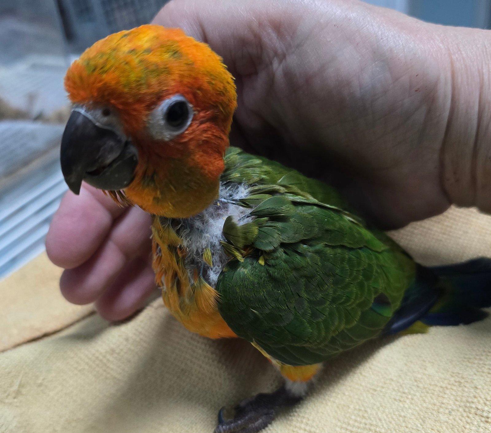Conure Sunday (not sun)