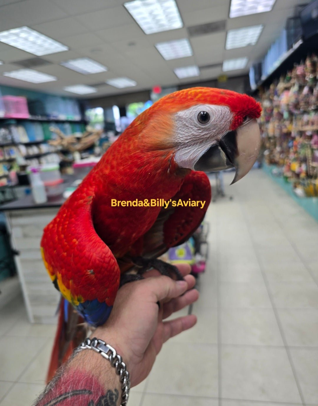 Macaw Scarlet - Image 2