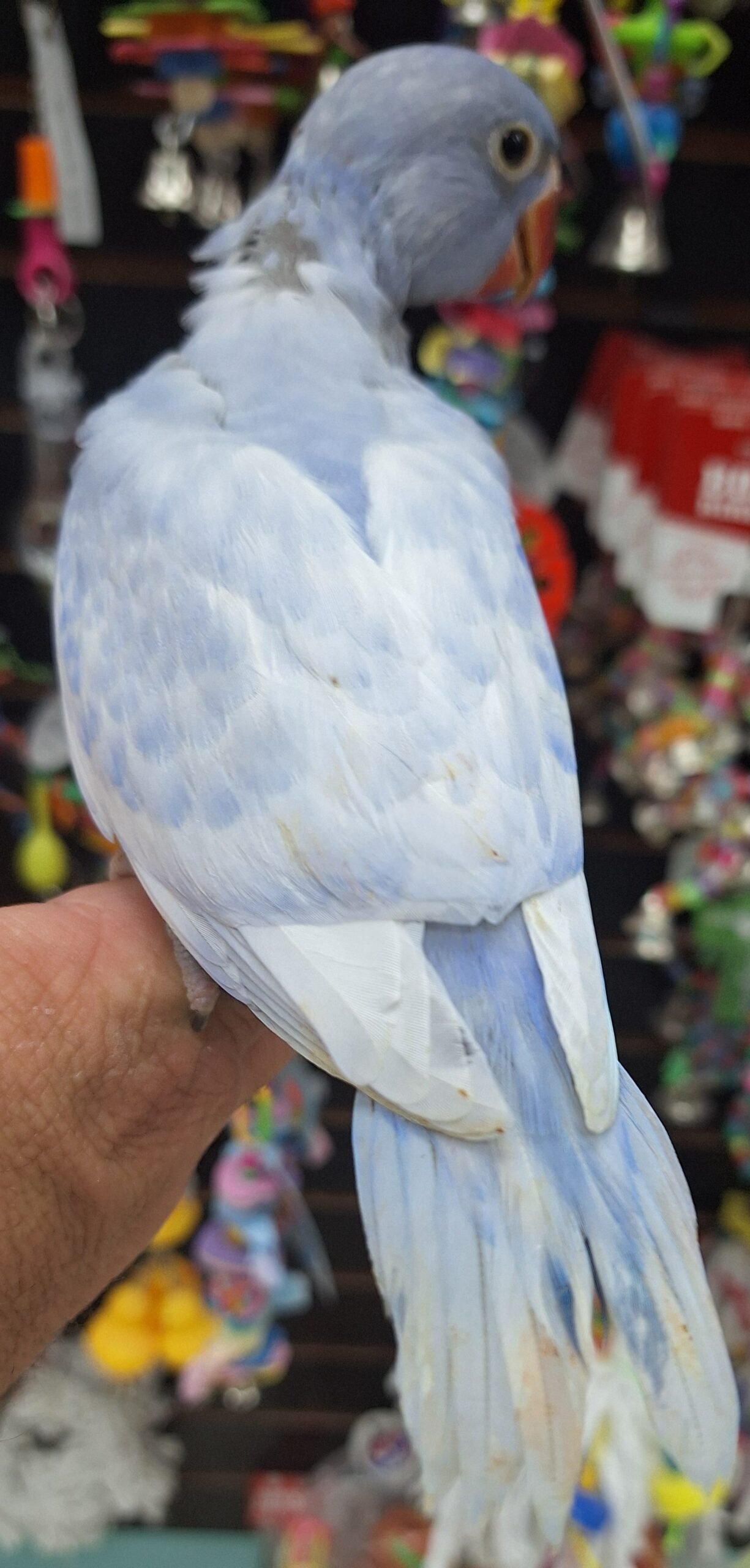 Indian Ringneck Violet Harlequin aka Chatter-box parrot - Image 3