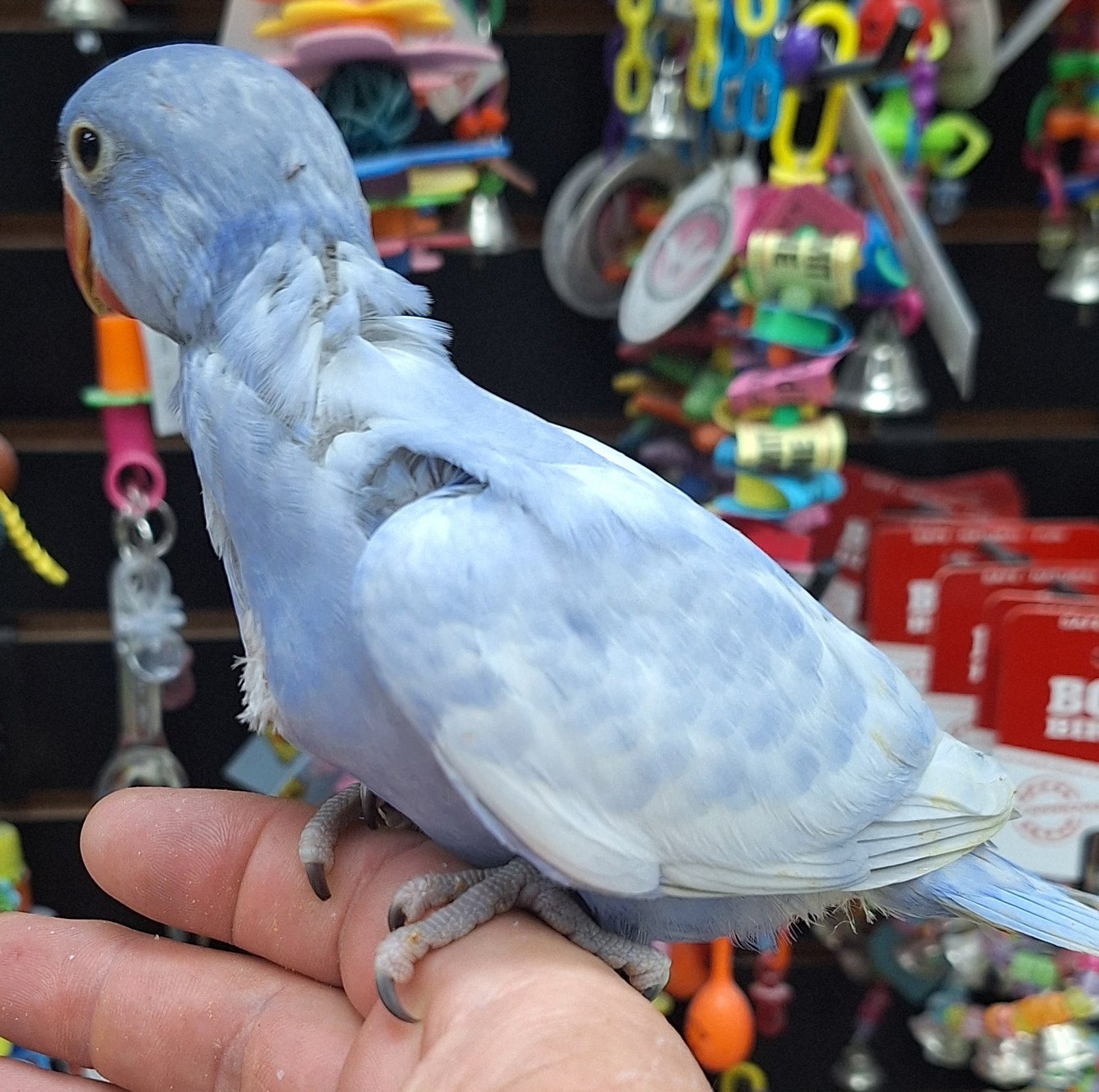 Indian Ringneck Violet Harlequin aka Chatter-box parrot - Image 2