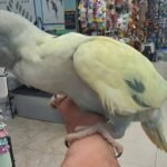 Indian Ringneck Emerald Violet Harlequin