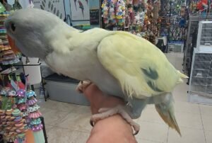 Indian Ringneck Emerald Violet Harlequin
