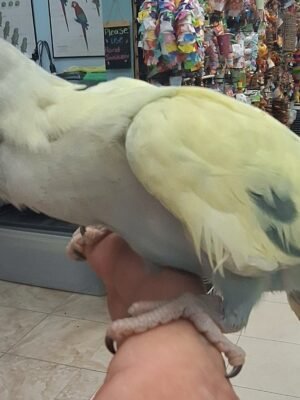 Indian Ringneck Emerald Violet Harlequin