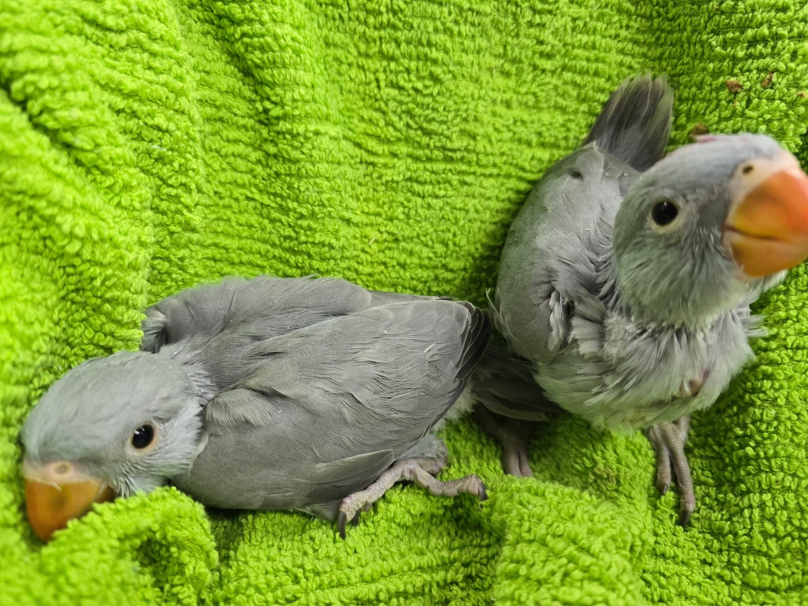 Indian Ringneck Grey aka Chatter-box parrot - Image 2