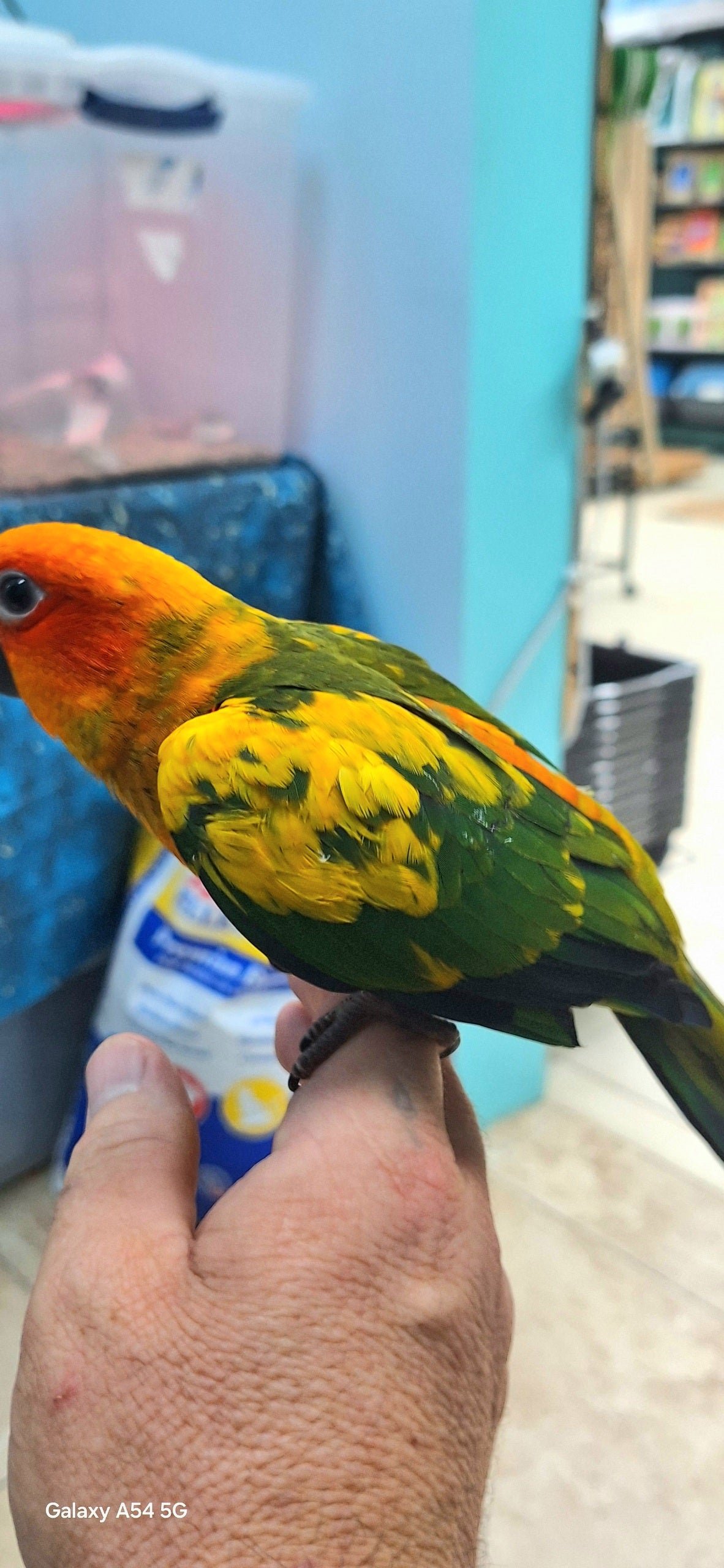Conure Sun Normal - Image 3