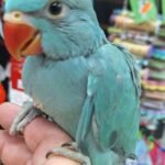 Indian Ringneck Emerald aka chatterbox parrot