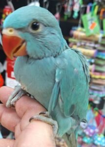 Indian Ringneck Emerald aka chatterbox parrot