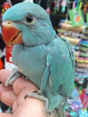 Indian Ringneck Emerald aka chatterbox parrot
