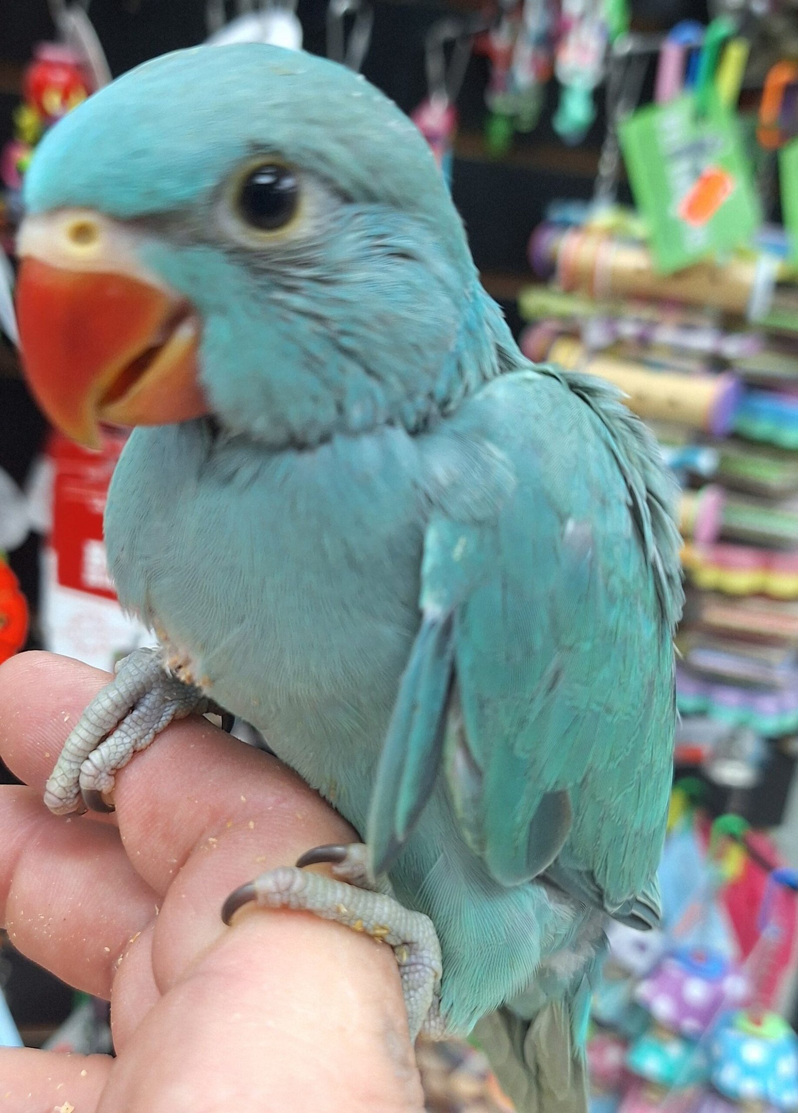 Indian Ringneck Emerald aka chatterbox parrot