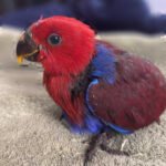 Eclectus Parrot