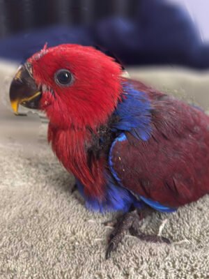 Eclectus Parrot