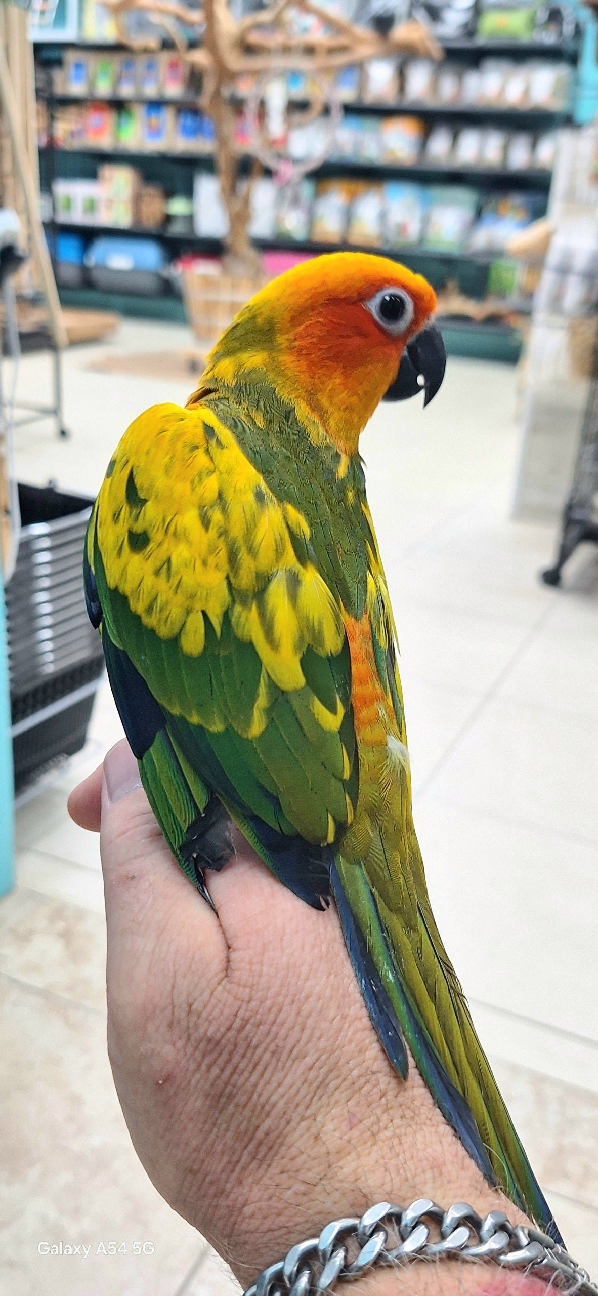 Conure Sun Normal - Image 4