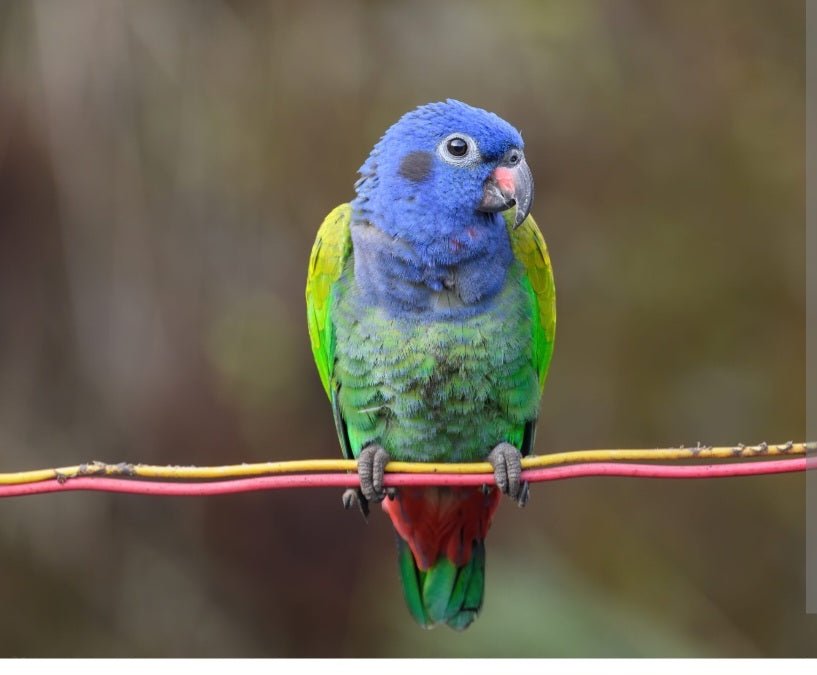 Pionus Blue Head - Image 4