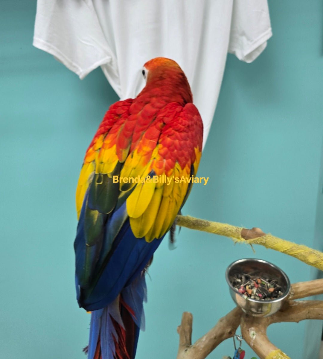 Macaw Scarlet - Image 3