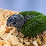 Pionus Blue Head