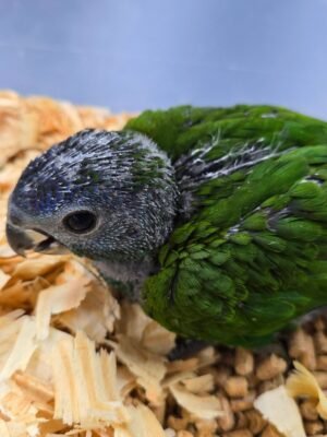 Pionus Blue Head