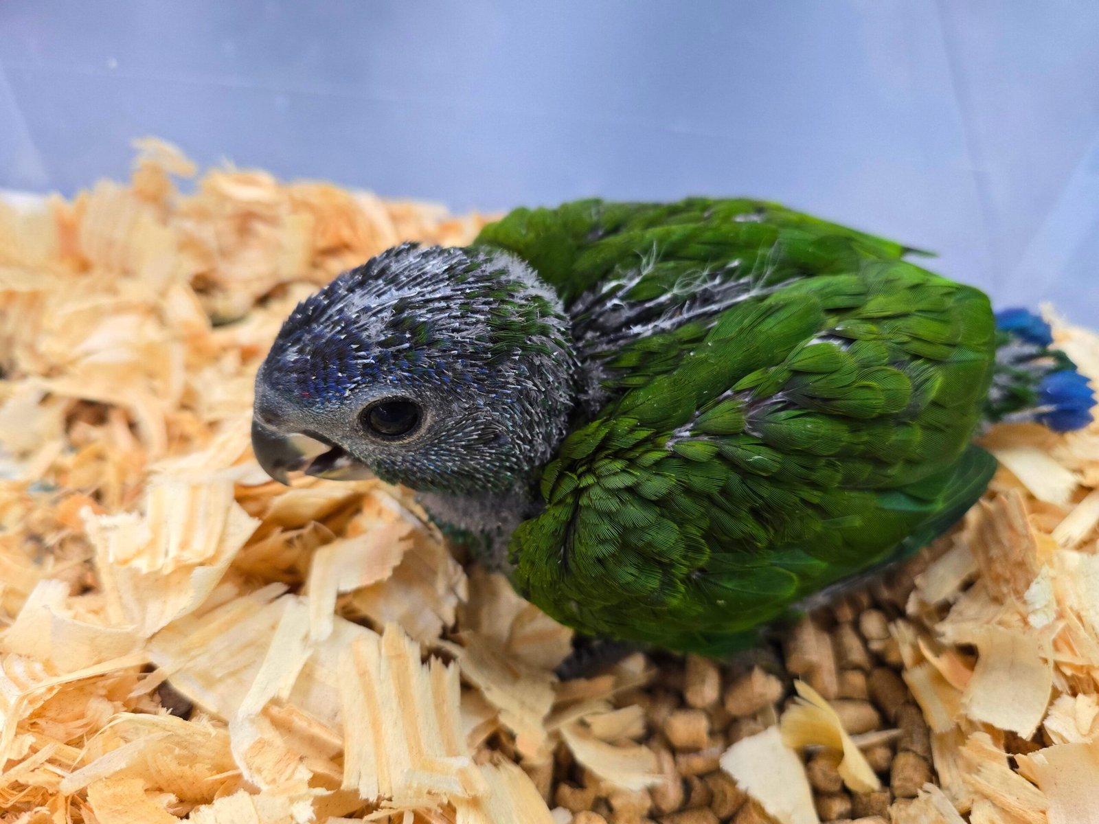 Pionus Blue Head